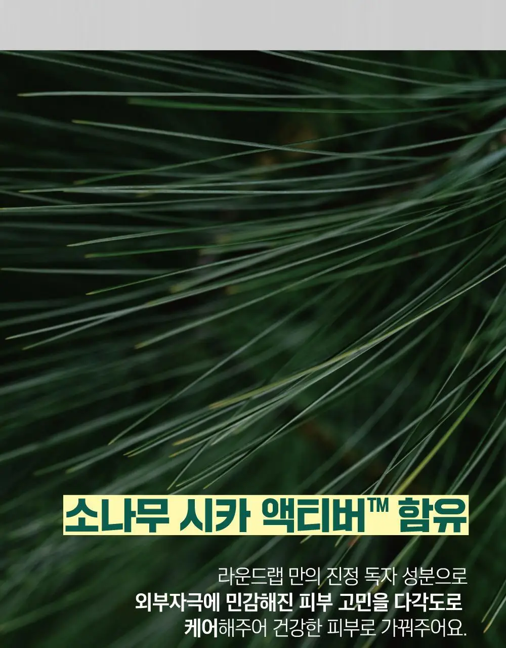 [블랙헤드/피지모공] 라운드랩 소나무 진정 시카 바이오셀룰로오스 코팩 5매 상세페이지 17